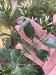 Baccharis halimifolia image