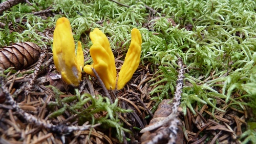 Irregular Earth Tongue