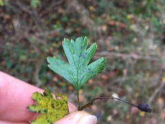 Crataegus monogyna