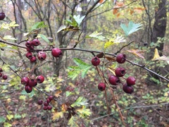 Crataegus monogyna