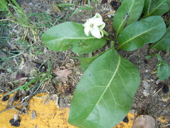 Jaborosa integrifolia