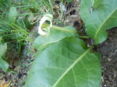 Jaborosa integrifolia