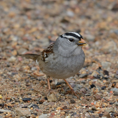 Zonotrichia leucophrys