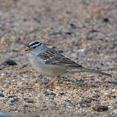 Zonotrichia leucophrys