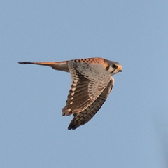 Falco sparverius