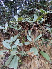 Rhododendron ovatum