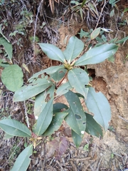 Rhododendron ovatum