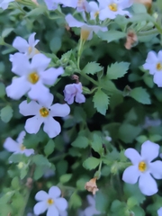 Chaenostoma hispidum