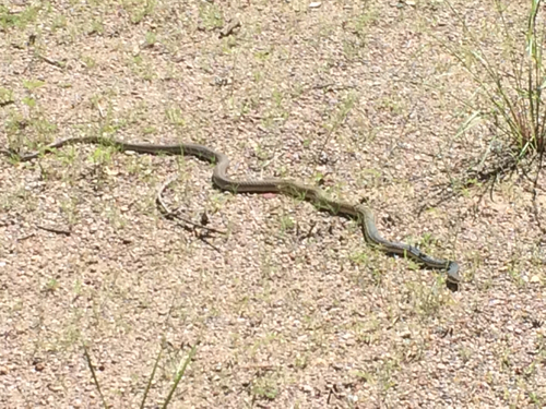 Photo of a Sonoran Whipsnake (Masticophis bilineatus)