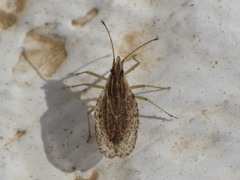 Cantacader quadricornis