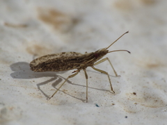 Cantacader quadricornis