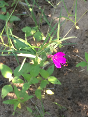 Mirabilis coccinea