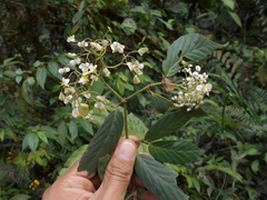 Begonia peruviana
