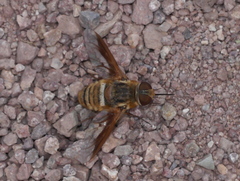 Exoprosopa rostrifera