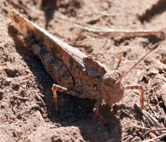 Spharagemon cristatum