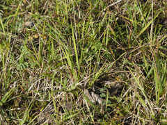 Brachypodium pinnatum