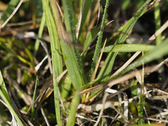 Brachypodium pinnatum