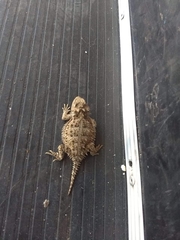 Phrynosoma orbiculare