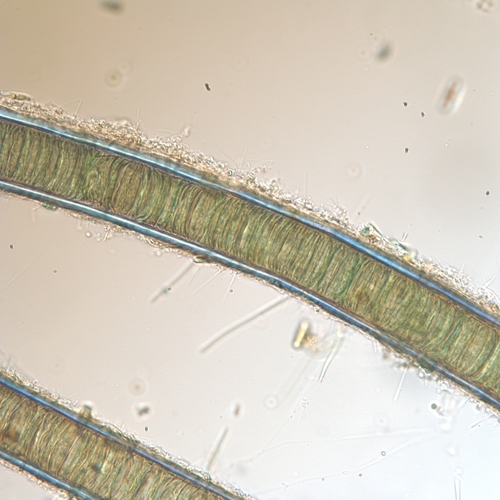 Plectonema observed 2020-10-23