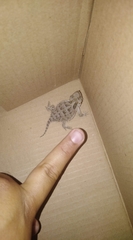 Phrynosoma orbiculare