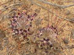 Pelargonium auritum auritum