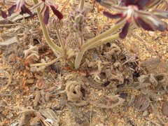 Pelargonium auritum auritum