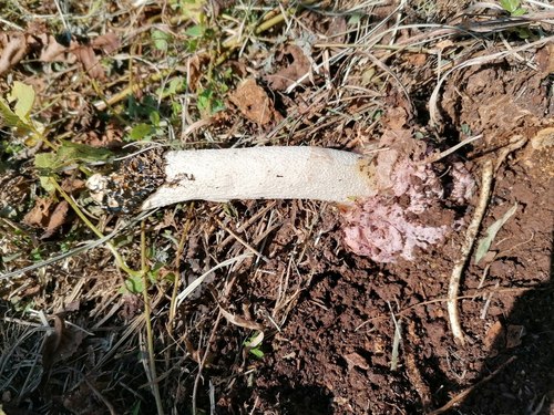 dune stinkhorn