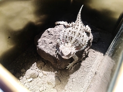 Phrynosoma orbiculare