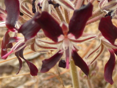 Pelargonium auritum auritum