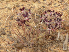 Pelargonium auritum auritum