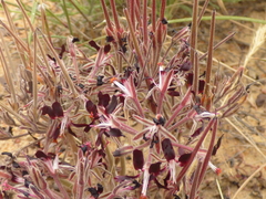 Pelargonium auritum auritum