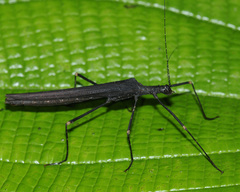 Pseudophasma esmeraldas