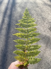 Dryopteris campyloptera