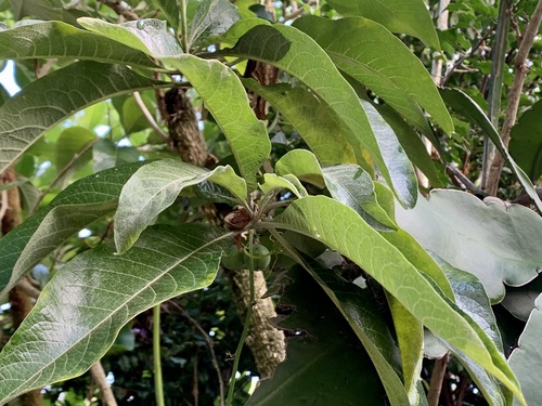 Acnistus arborescens - Whole tree