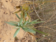 Ferraria divaricata