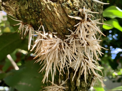 Acnistus arborescens - Leaves