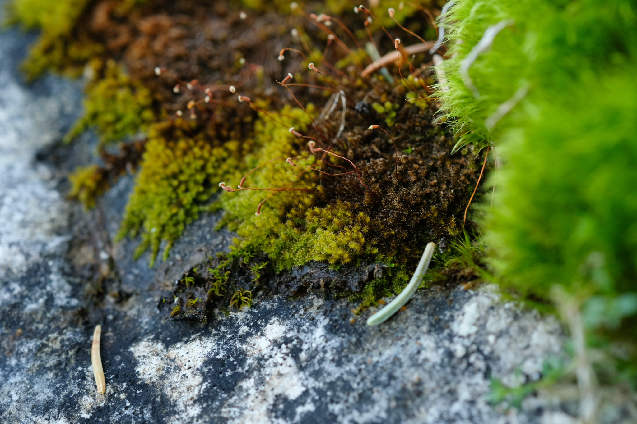 Campylophyllum halleri Fleischer, 1914