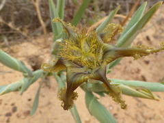 Ferraria divaricata