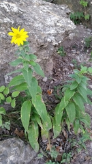 Silphium asteriscus