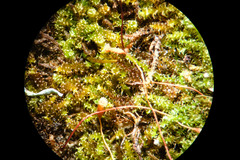 Campylophyllum halleri