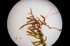 Campylophyllum halleri