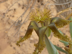 Ferraria divaricata