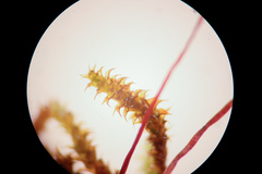 Campylophyllum halleri