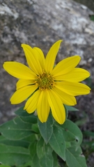 Silphium asteriscus