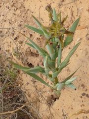 Ferraria divaricata