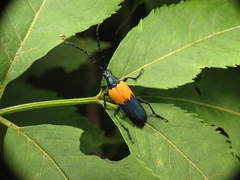 Desmocerus palliatus