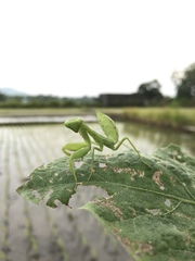 Hierodula patellifera