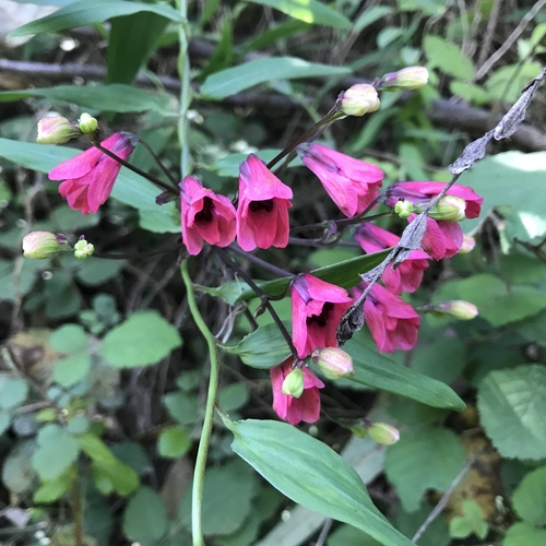 Bomarea salsilla (Bomarea salsilla)