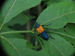 Desmocerus palliatus