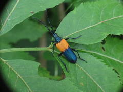 Desmocerus palliatus